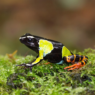 Mantadia - Mantella baroni frog